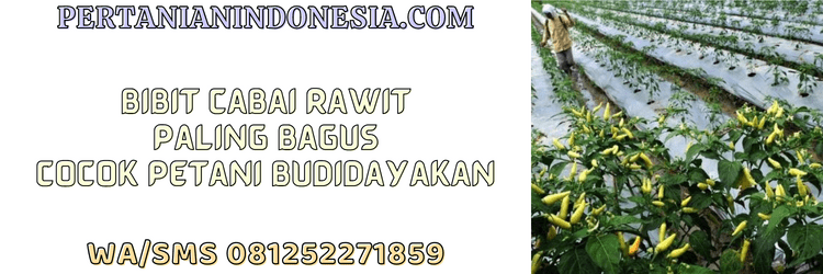bibit,cabai,cabai rawit,petani,paling bagus